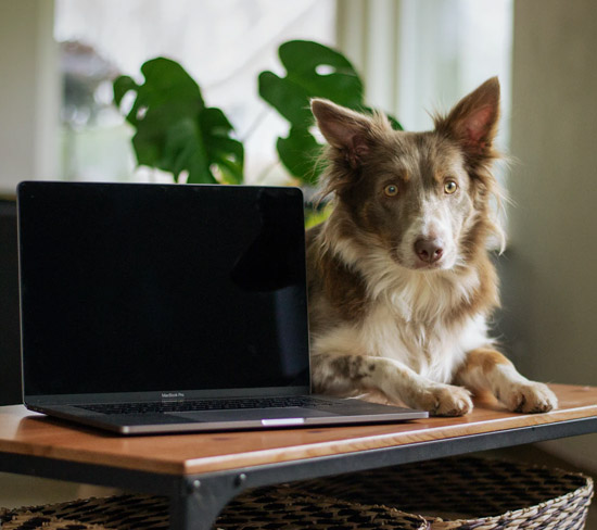 Dog Training Video Conference Call